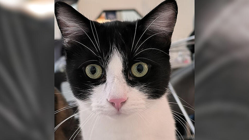 Kater Nero in Wals-Siezenheim vermisst