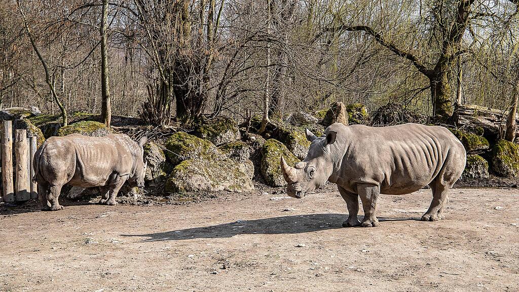 Frühlingserwachen im Zoo