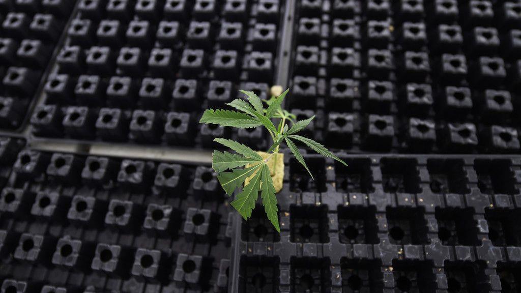 Cannabisaufzucht in Brunn am Gebrige