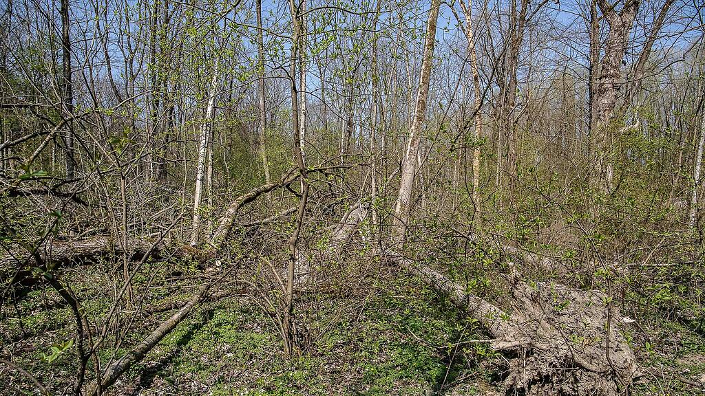 20190401_fmt_schaeden_nach_winterstuerme_mw1-11.jpg