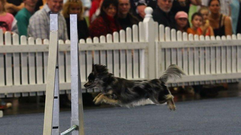 Festival der Hunde
