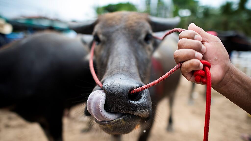 Büffel in Thailand
