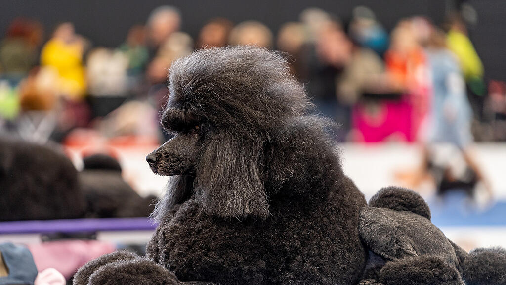 Internationale Hundeausstellung Salzburg 2022
