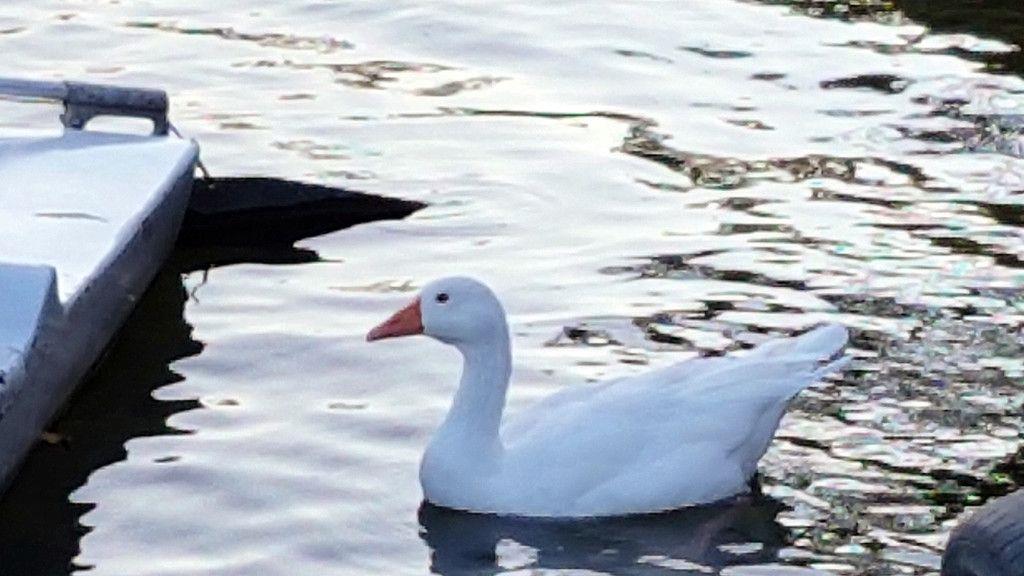 Tierisches Date am Wallersee