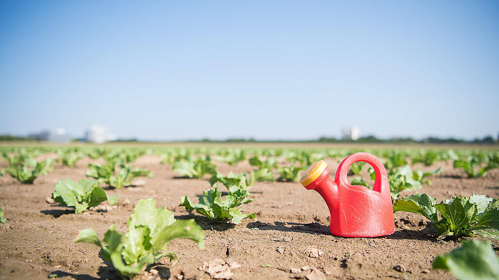 Ernteausfälle und hohe Verluste drohen den Landwirten.