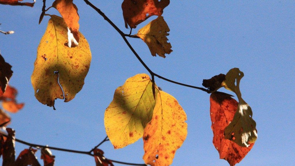 Goldener Herbst in Bayern