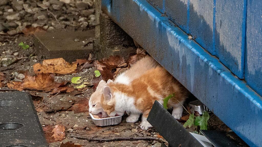 Katzenbabys auf der Parcelsus-Baustelle