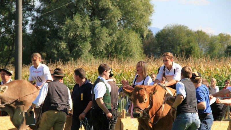 Ochsenrennen in Surheim
