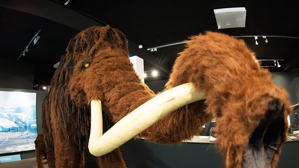 Mammut, SB