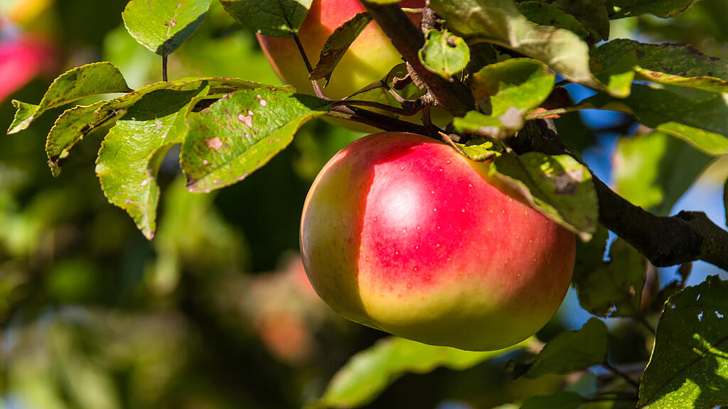apfelbaum, obstbaum, apfel, SB
