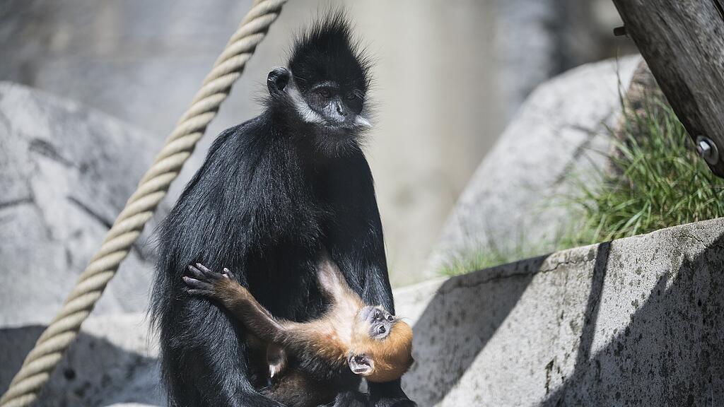 Affe Frankreich
