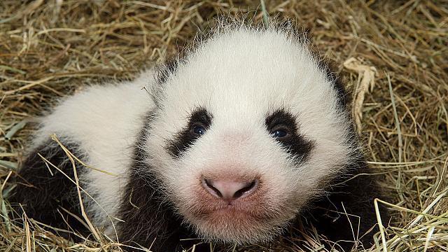 Neue Bilder vom Panda-Baby in Schönbrunn
