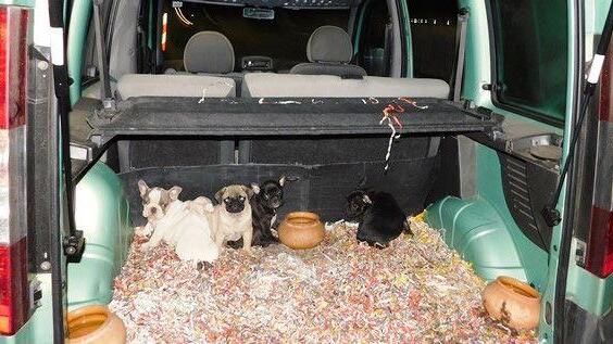 Illegaler Hundewelpen-Transport