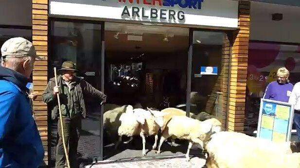 Schafsherde in Sportgeschäft am Tiroler Arlberg