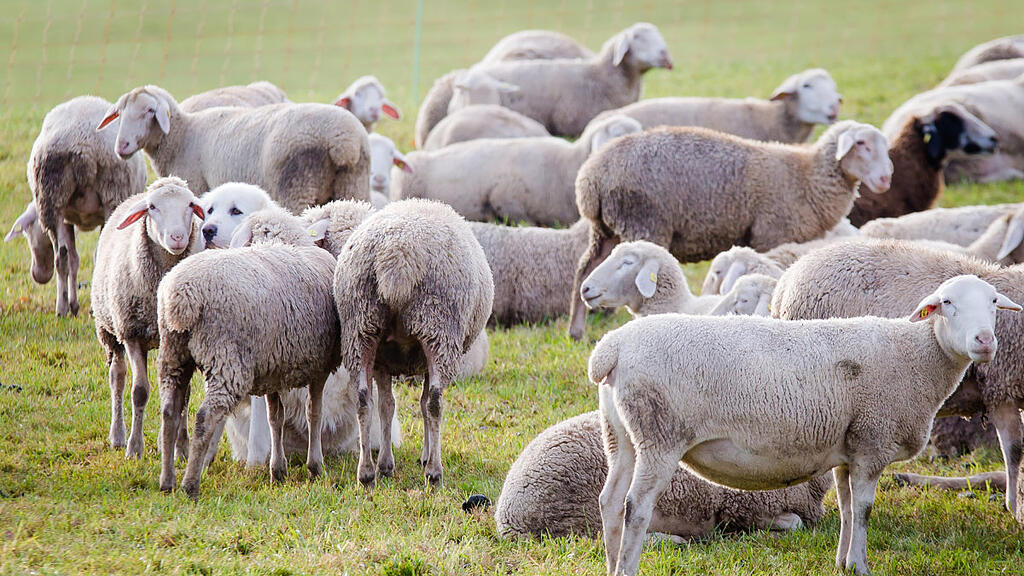 Auch bei Schafen ist mitunter Vorsicht geboten