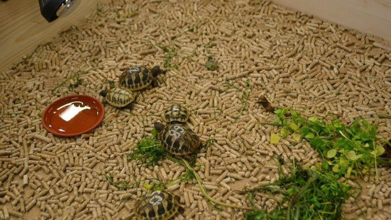 Leserreporter bei der Exotica Reptilienbörse in Wien
