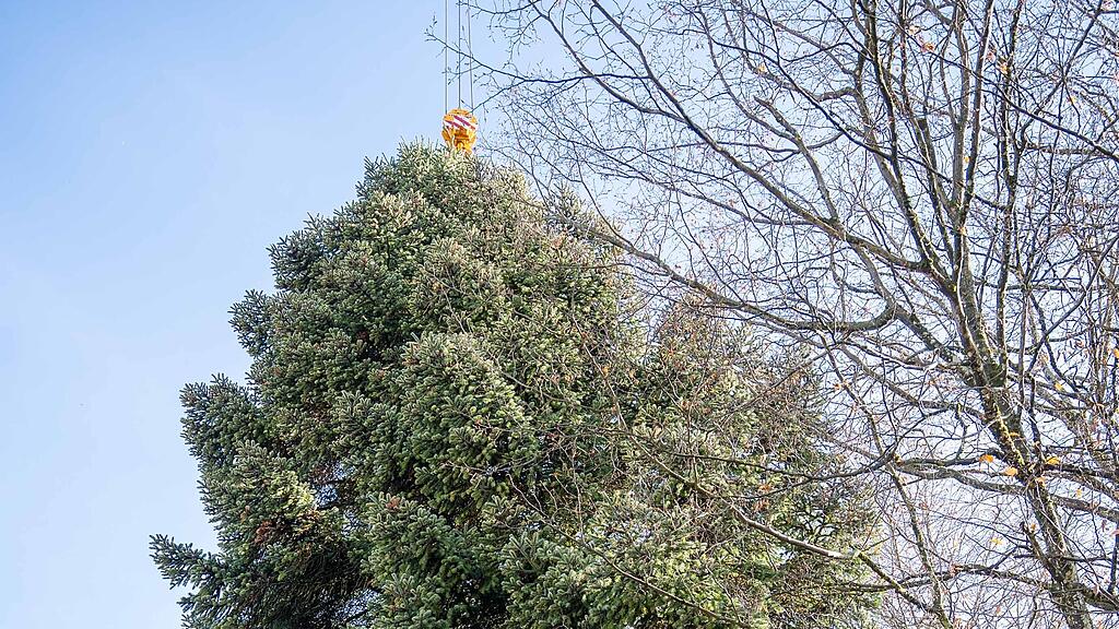 Christbaumernte in St. Jakob am Thurn