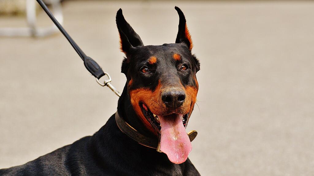SB: Hund, Leine, Hundeleine