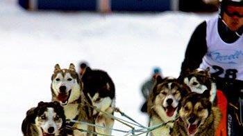 Hundeschlittenrennen in Inzell