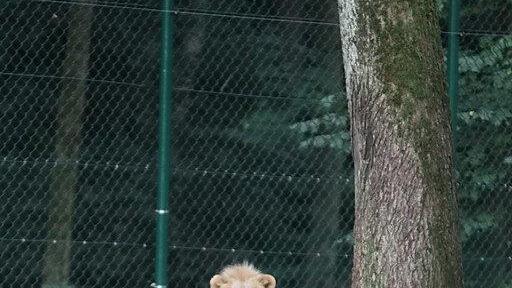 Bilder vom Nachtzoo