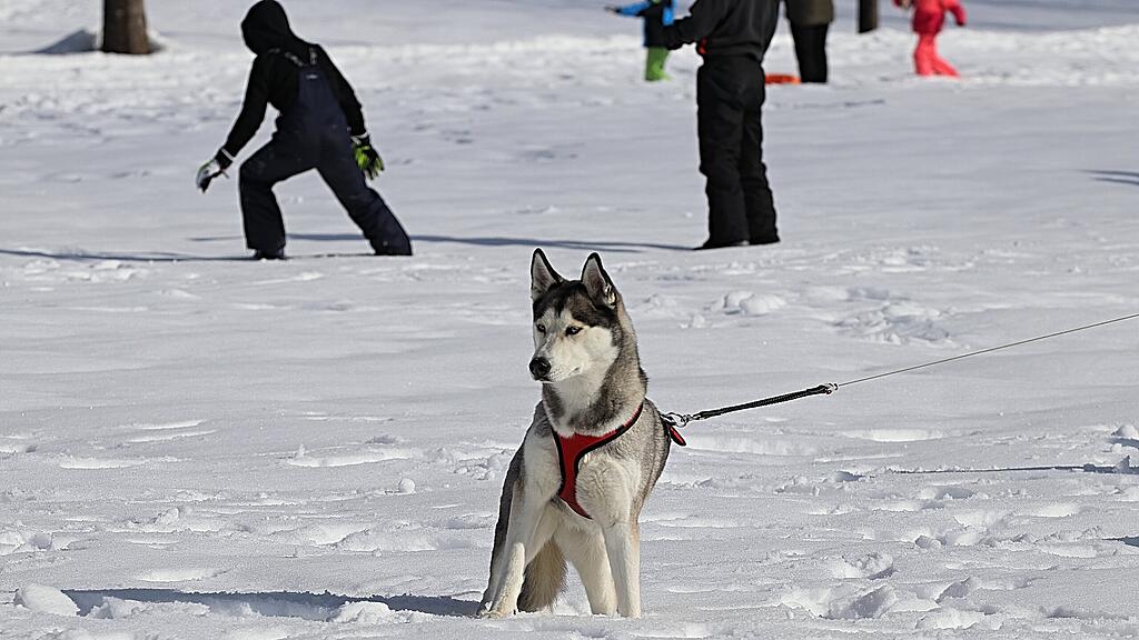 Schlittenhunderennen