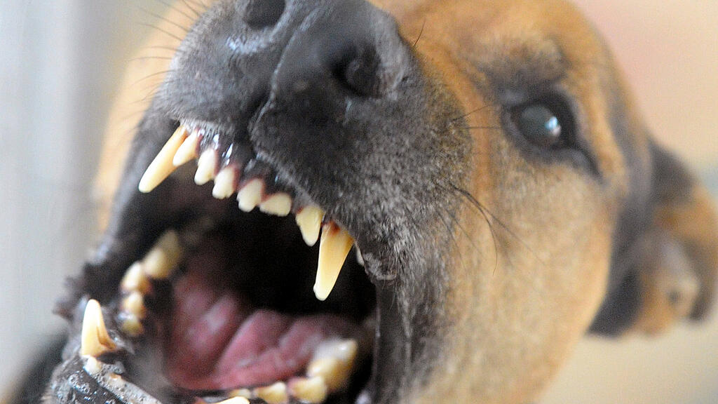 Hundeattacke