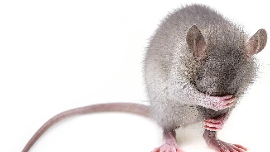 Maus an Bord