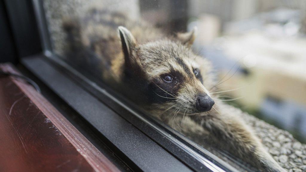 Waschbär zeigt Kletterkünste