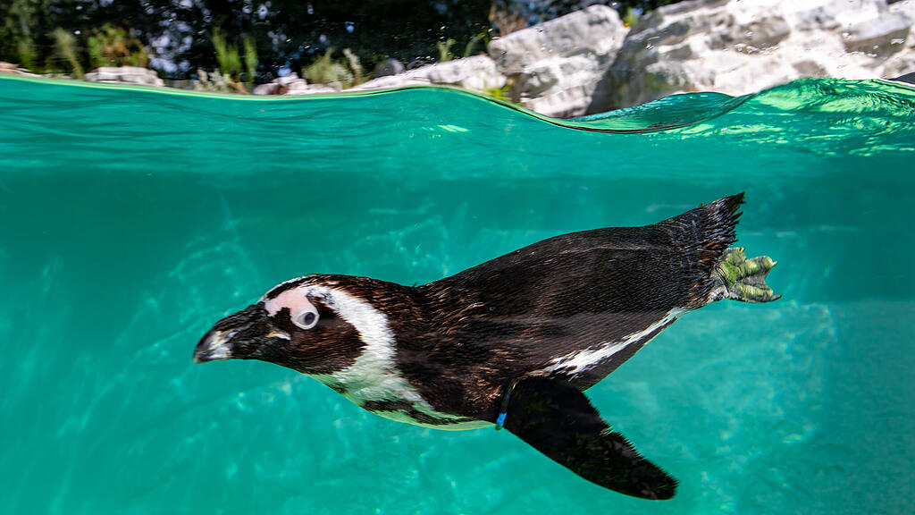 Zoo Salzburg, Brillenpinguine