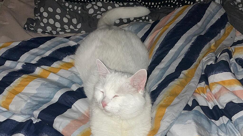 Weltkatzentag 2025