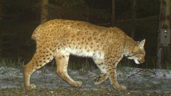 Im Nationalpark Kalkalpen verschwanden mehrere männliche Luchse