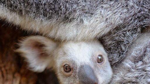 Das ist der weiße Koala mit seiner Mutter