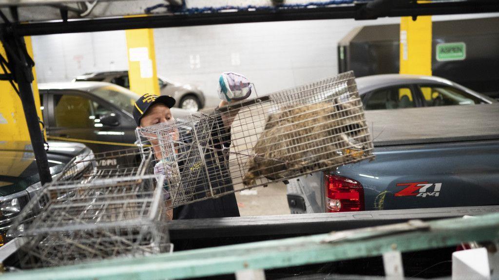 Waschbär zeigt Kletterkünste