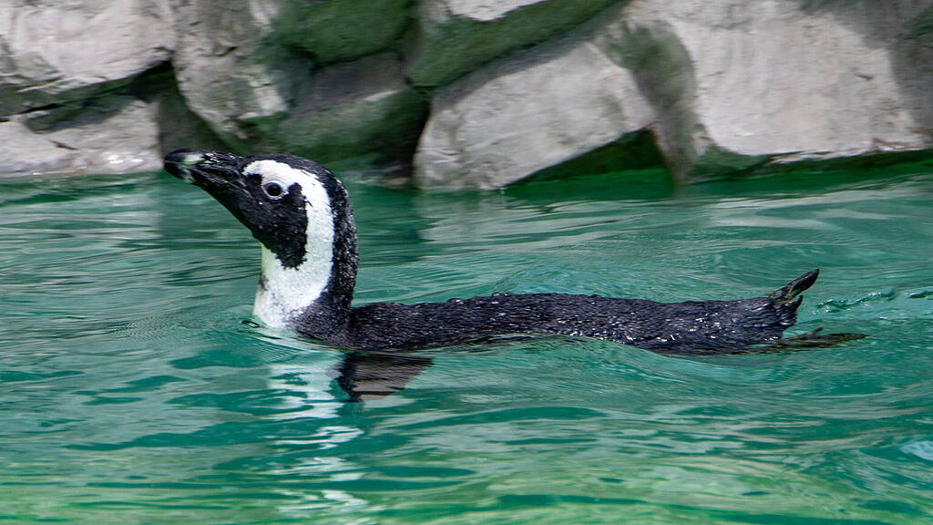 Zoo Salzburg, Brillenpinguine