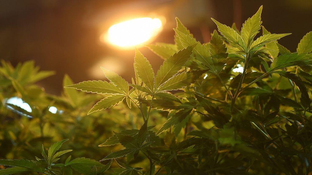 Cannabisaufzucht in Brunn am Gebrige