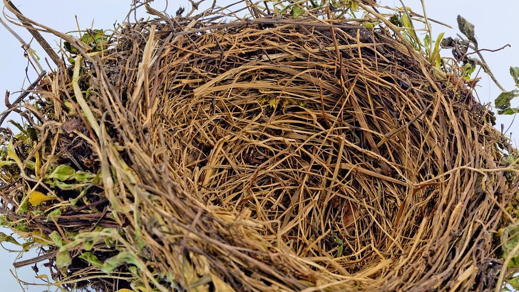Zu Frühlingsbeginn gehen die Vögel wieder auf die Suche nach geeigneten Nistplätzen.