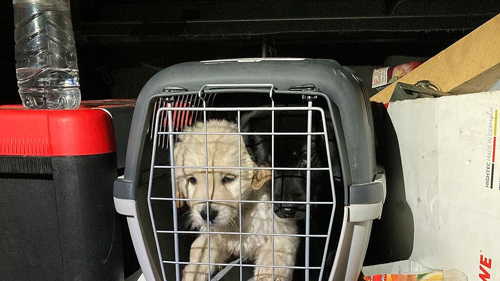Illegaler Hundewelpen-Transport Piding