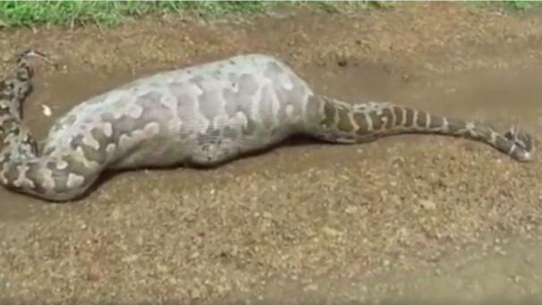 Die Python hatte sich etwas zu viel zugemutet.