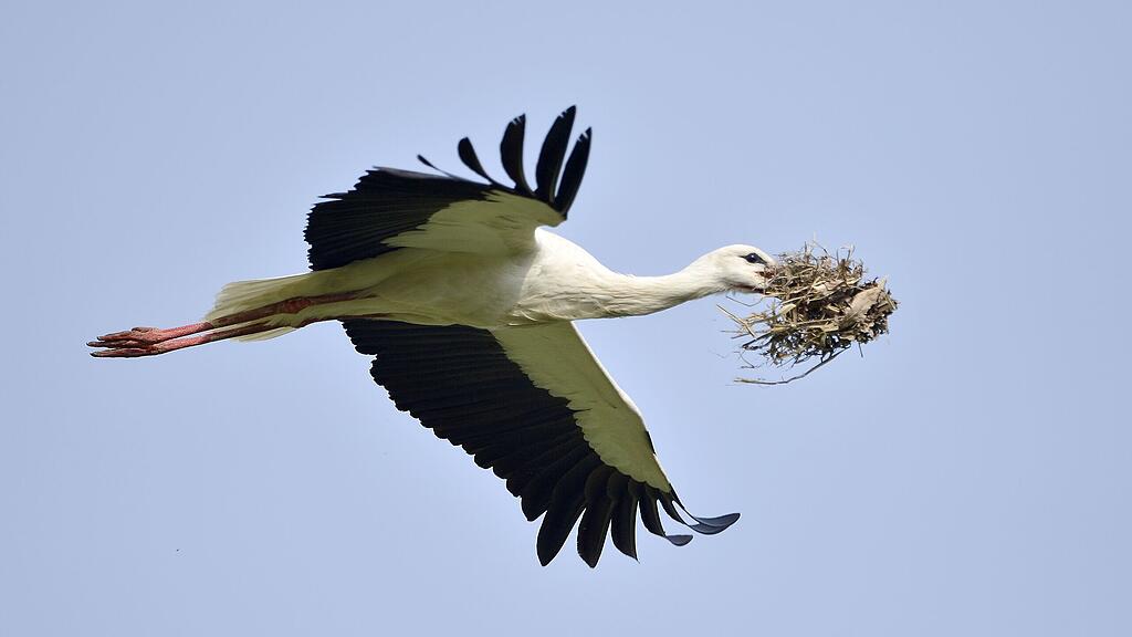 Der erste Storch landet am 17. März in Niederösterreich.