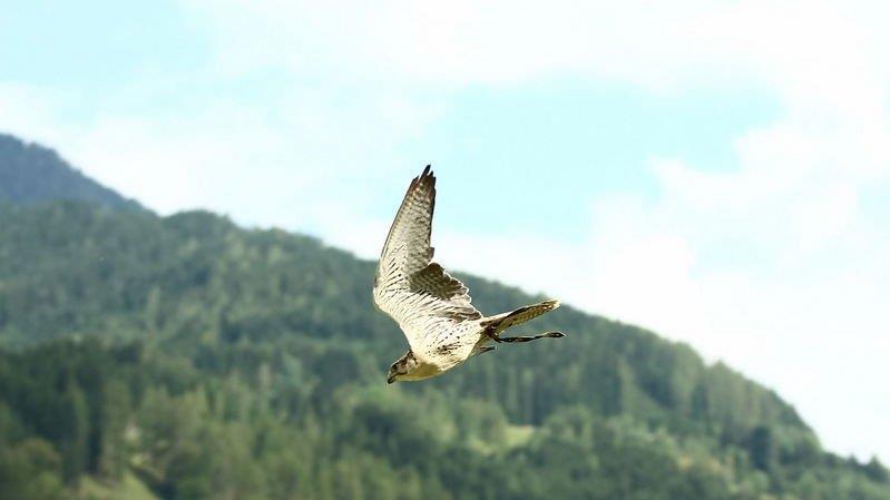 Falkenshow auf Burg Hohenwerfen