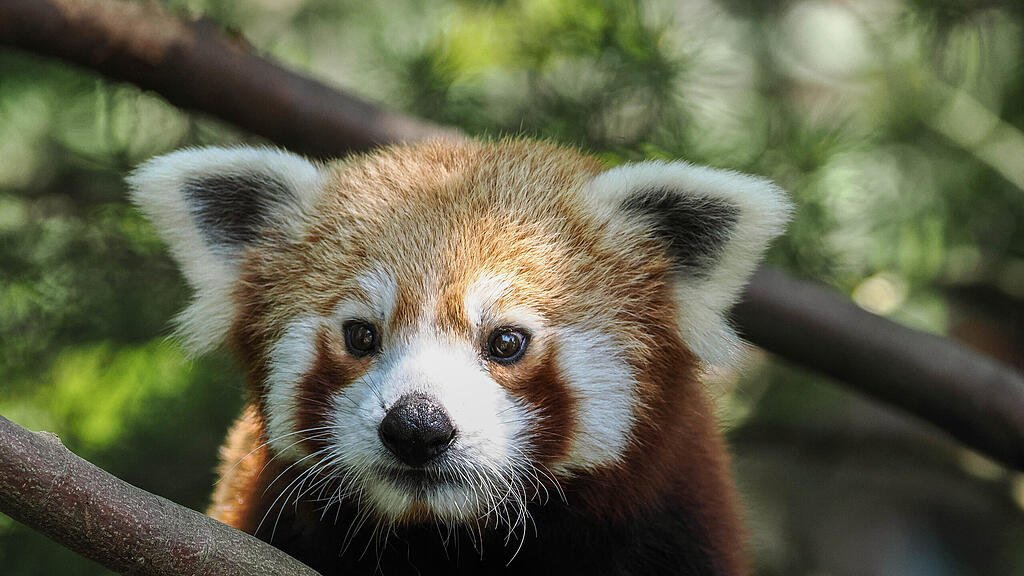 Roter Panda Haku erstmals auf Erkundungstour_c_ZooSBG Angelika Köppl (2).jpg