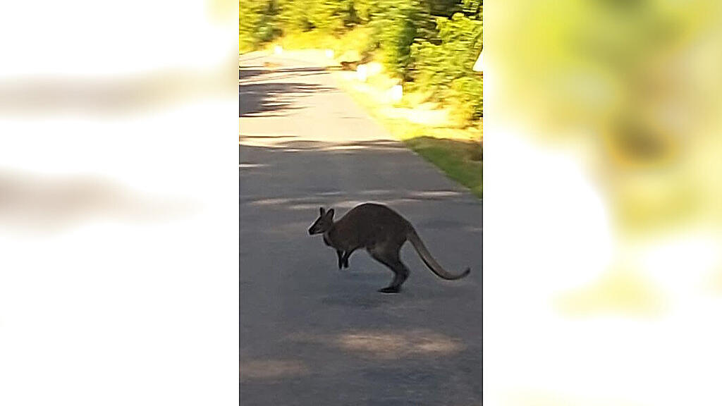 Känguru_Hollabrunn