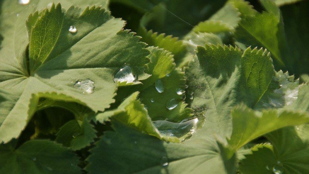 Altweibersommer zu Herbstbeginn