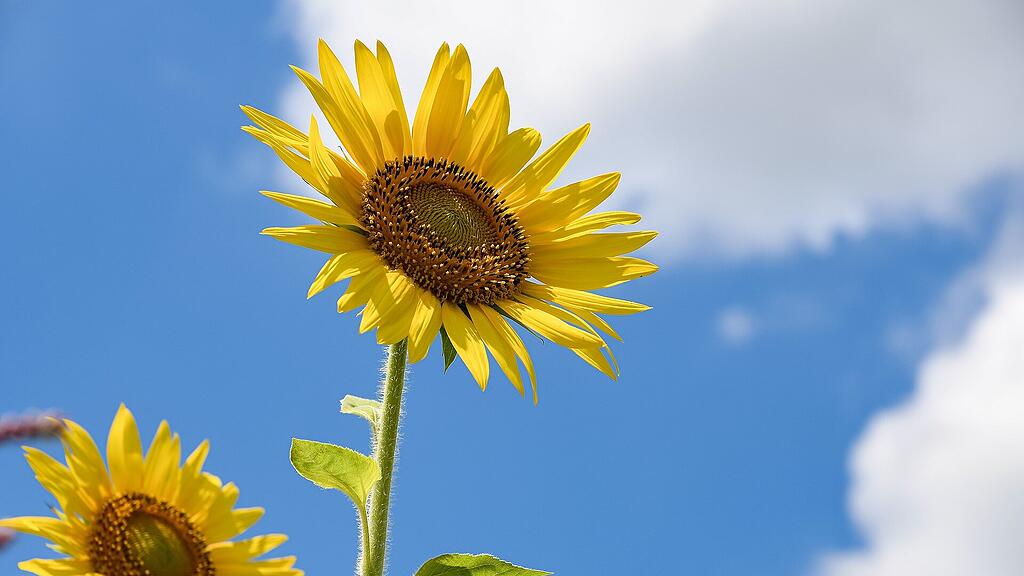 Sommer