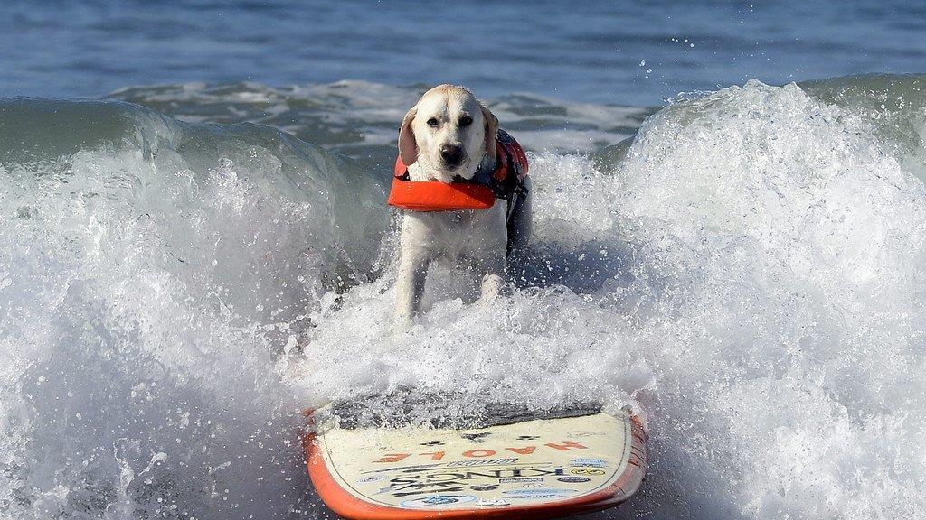 Hundesurfen in Kalifornien