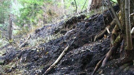 Waldbrand unter Kontrolle
