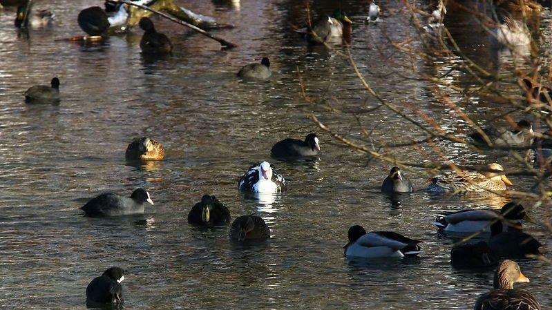 Eisfläche am Lepi-Weiher