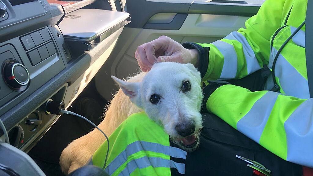HANDOUT  NIEDERÖSTERREICH ASFINAG-MITARBEITER RETTETEN HUND VON A21 =(2).jpg