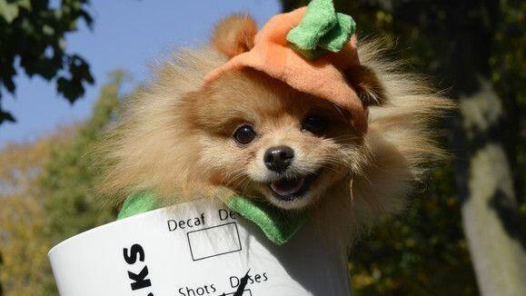 Hunde in Halloween-Kostümen