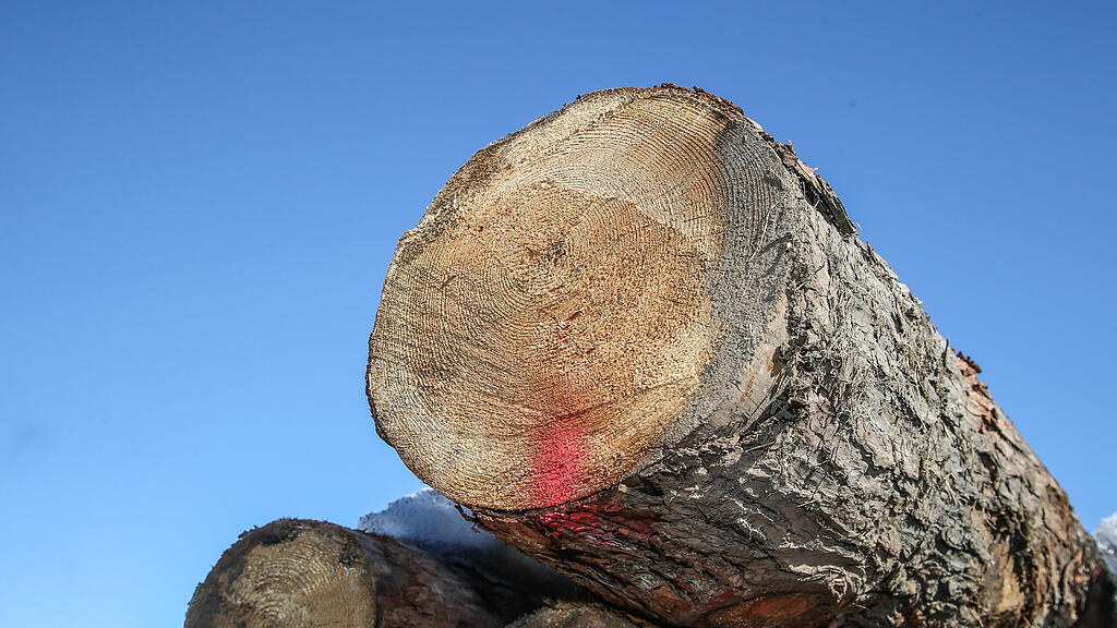 Baum